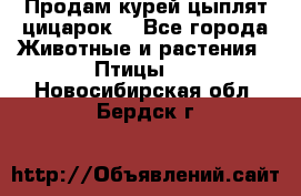 Продам курей цыплят,цицарок. - Все города Животные и растения » Птицы   . Новосибирская обл.,Бердск г.